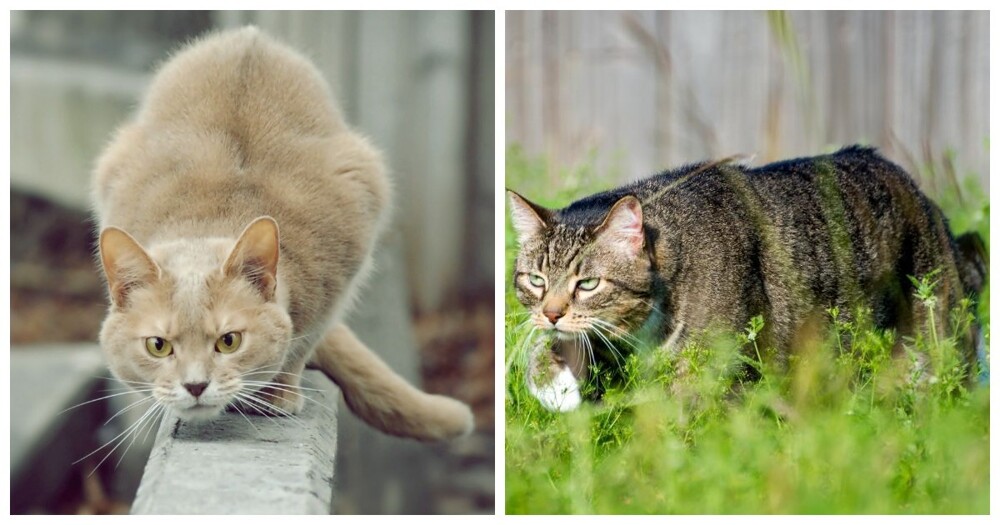 Як писати “тишком-нишком” за новим правописом