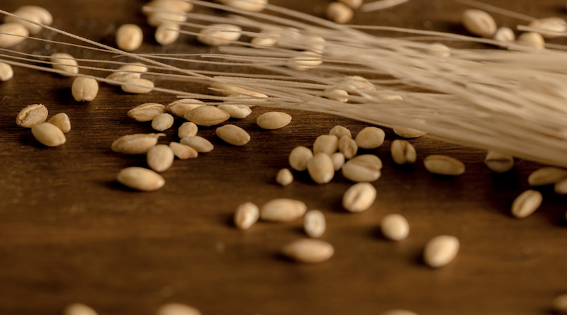 До чого сниться зерно пшениці: тлумачення по соннику